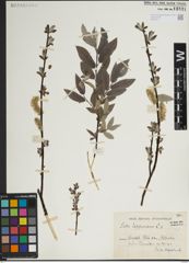 Foto von Salix lapponum L.
